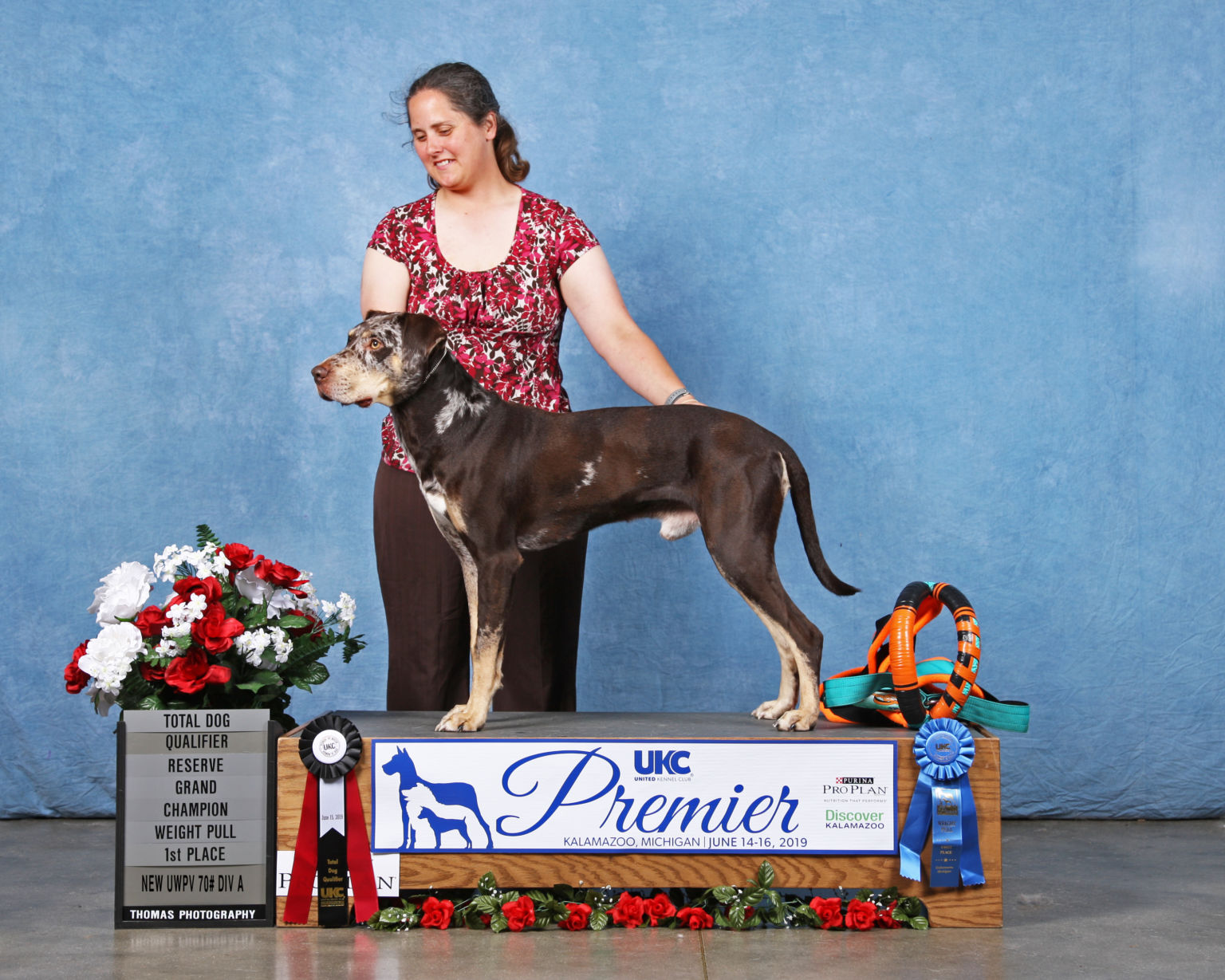 Trek earned his second Total Dog at the 2019 Premier.