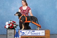 Halo
1st Place 60# dogs 
UKC Premier 2019