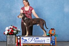 Trek earned his second Total Dog at the 2019 Premier.