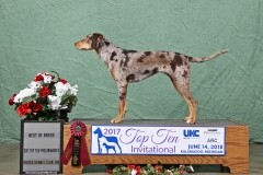 Drama Top Ten Best of Breed