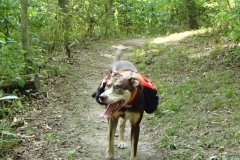 Ranger hiking
