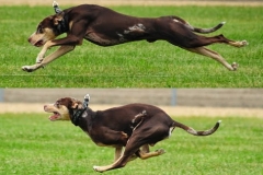 Ranger Lure Coursing