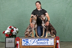 Sisu Puppies Total Dog