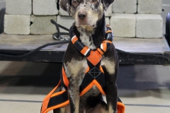 Sisu's Trekker
