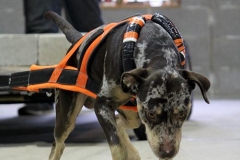 Sisu's Trekker
