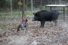 Ranger and Pee Willy