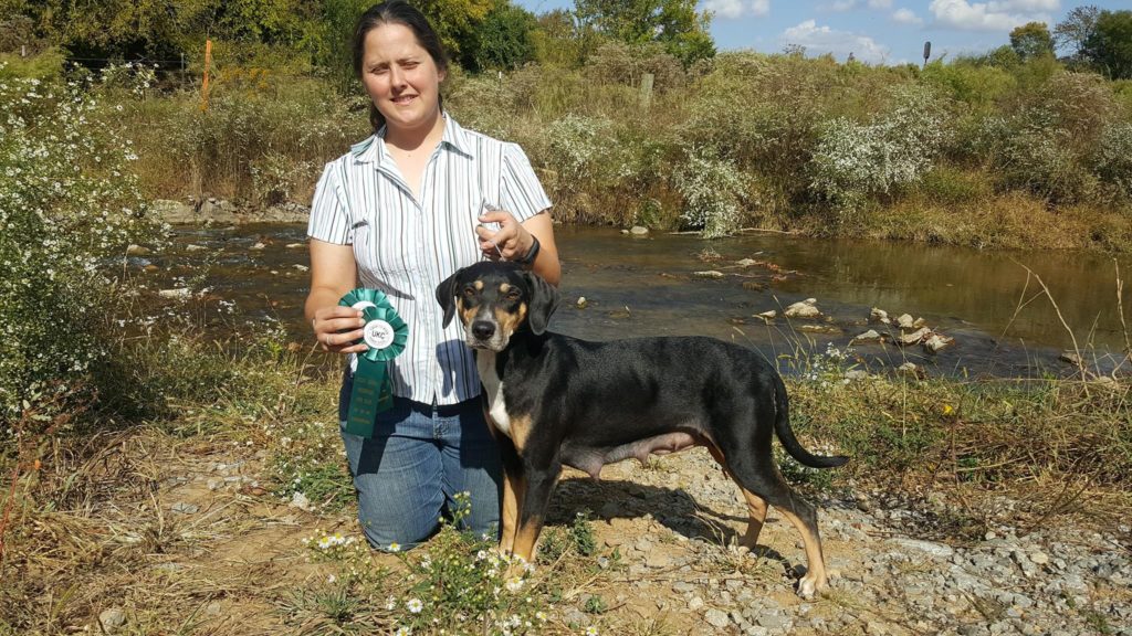 Halo earned her UKC Grand Champion title on