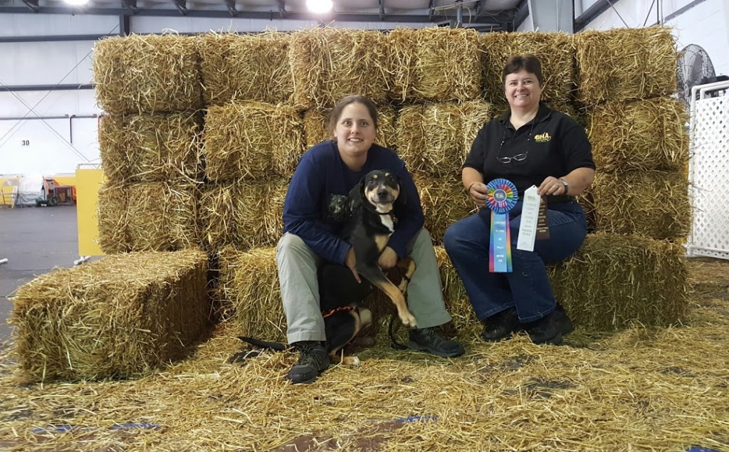 Halo earned her Barn Hunt Association Open (RATO) title on June 28, 2015.