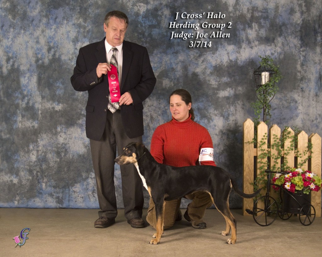 Halo'sfirst Group 2 at the UKC Michigan Classic