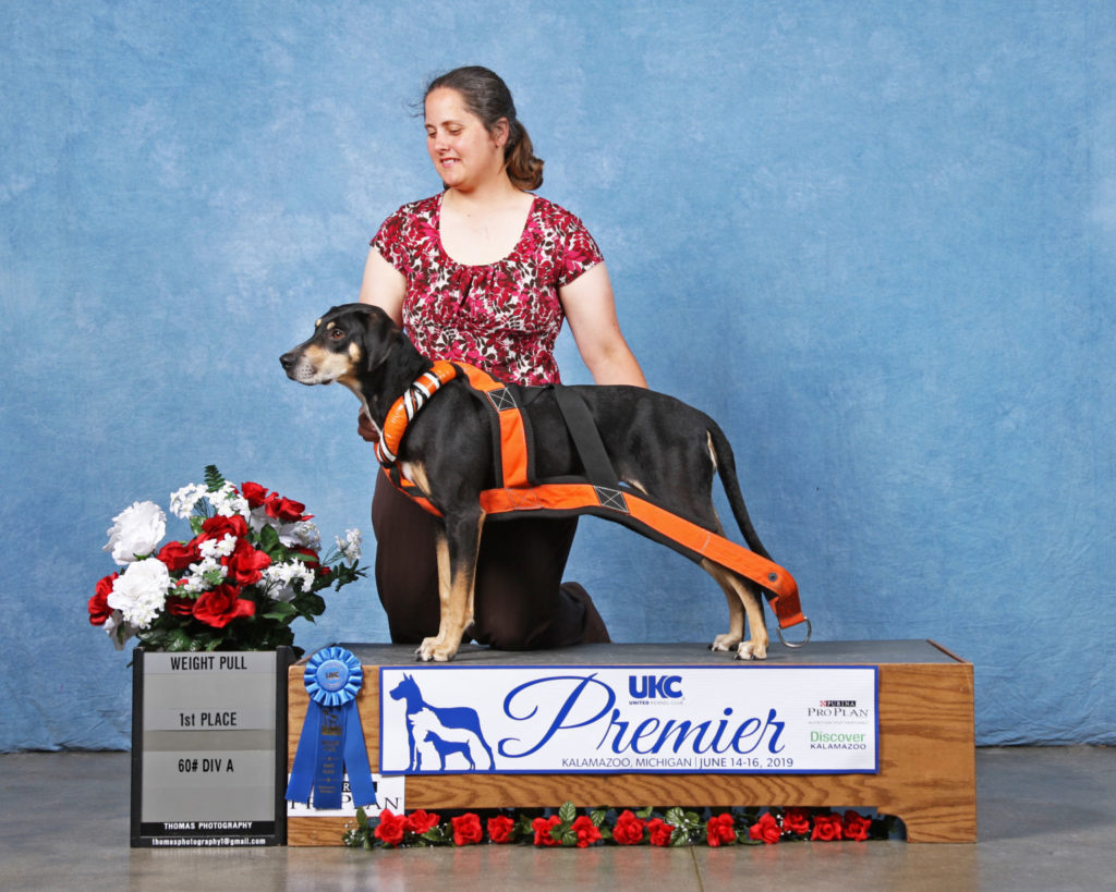 Halo 1st Place 60# dogs UKC Premier 2019